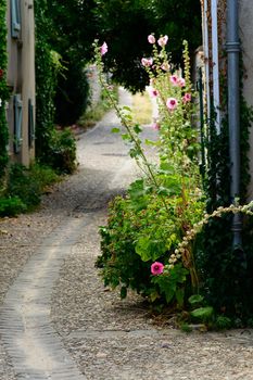 small paved alley with flowering hollyhock on ile de Ré during summer