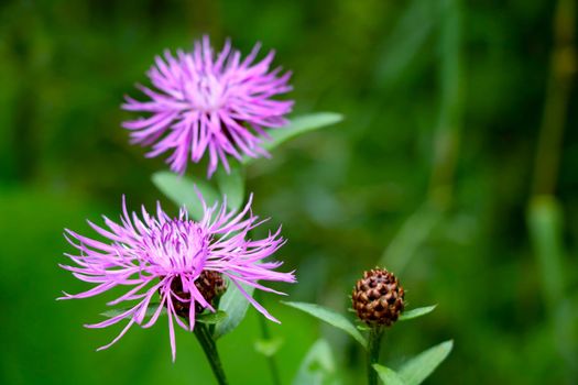 Spring background, cornflower blooms in the meadow, field summer background