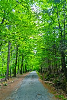 Beautiful road along green trees in summer forest