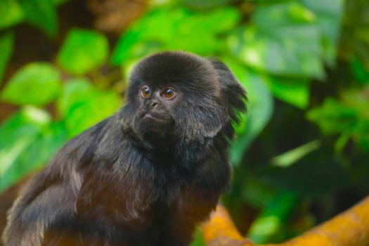 Selective focus, a beautiful dark macaque sits on a tree