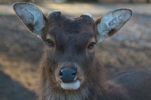 Close-up on a beautiful adult hornless deer in the forest