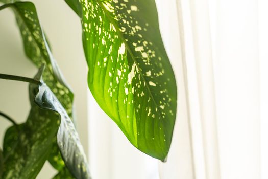 Closeup green leaf of Dumb canes ,Dieffenbachia plants ,nature leaves with blurred background