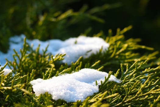 White snow lies on the green branches of the juniper