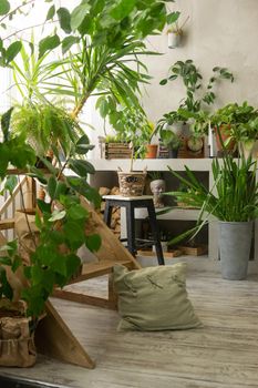 A fragment of the interior with a variety of indoor plants and plaster sculptures. Urban jungle concept. Biophilia design