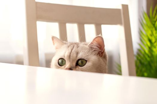 Funny eyes white British cat peeks out from under a white table. Copy space