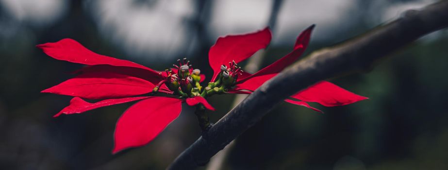 BANNER Sunset dark evening real nature life beauty photo background. Macro close up tree branch with single alone bright red contrast flower grow stamens. Floral fantasy mystery spring. Botanic care.