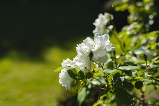 General view of white flowers in stunning summer garden. beauty in nature and growth concept.