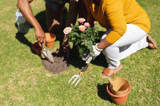 Senior african american couple spending time in sunny garden together planting flowers. retreat, retirement and happy senior lifestyle concept.