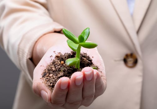 Midsection of caucasian businesswoman holding plant seedling, isolated on grey background. business, technology, communication and growth concept.