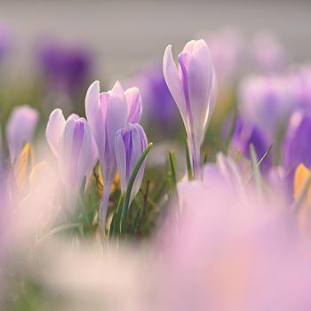 Spring background with flowers. Nature and delicate photo with details of blooming colorful crocuses in spring time.(Crocus vernus)