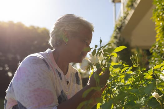 Senior african american woman smelling flowers in sunny garden. retreat, retirement and happy senior lifestyle concept.