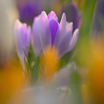 Spring background with flowers. Nature and delicate photo with details of blooming colorful crocuses in spring time.(Crocus vernus)