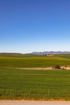 Closeup of yellow flower in countryside landscape with cloudless sky. environment, sustainability, ecology, renewable energy, global warming and climate change awareness.