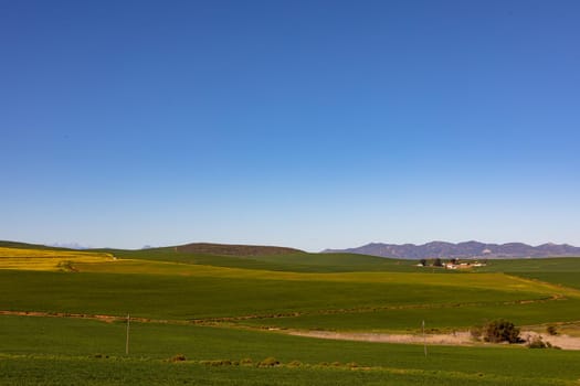 Closeup of yellow flower in countryside landscape with cloudless sky. environment, sustainability, ecology, renewable energy, global warming and climate change awareness.