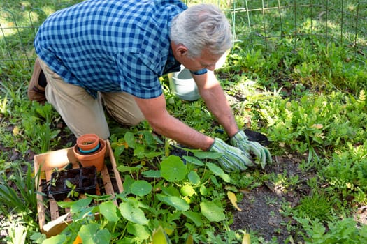 Caucasian senior man wearing gloves and gardening. active and healthy retirement lifestyle at home and garden.