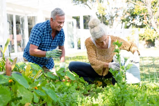 Happy caucasian senior couple wearing gloves gardening together. active and healthy retirement lifestyle at home and garden.