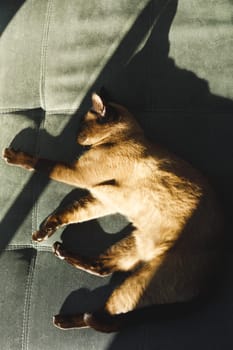 Close up of pet cat in bedroom, lying on bed. domestic pet, spending time at home.