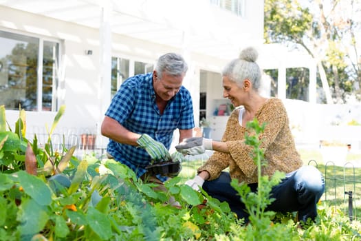 Happy caucasian senior couple wearing gloves gardening together. active and healthy retirement lifestyle at home and garden.