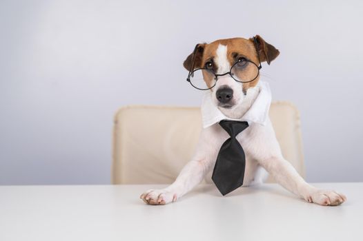 Dog Jack Russell Terrier dressed in a tie and glasses sits at a desk