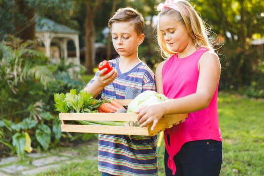 Happy caucasian brother and sister standing in garden holding box of fresh organic vegetables. gardening, self sufficiency and growing home produce.