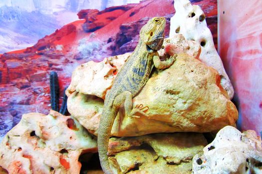 Bearded agama Lat. Pogona barbata is a species of agam lizard. Bearded lizard. A species of lizard in the family Agamovidae.