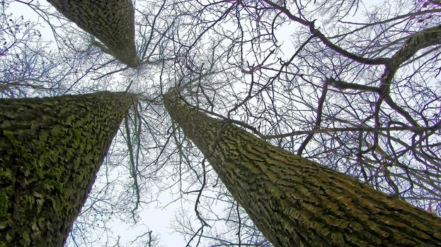 Spooky black bare tree branches high in sky. Atmosphere of horror, fear, murder, creepy Halloween background