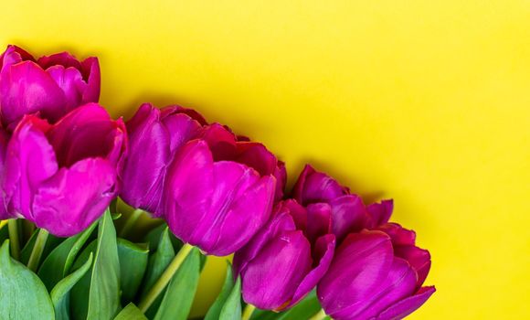 Mother's Day background. View from above. Beautiful bouquet of purple tulips on a yellow background
