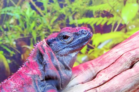 On image: Monitor lizard or bengal monitor or common indian monitor or varanus bengalensis full length portrait in outdoor wildlife safari at forest of central india