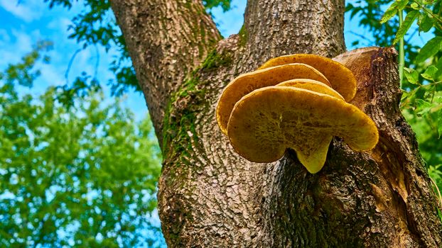 beautiful chaga mushroom on the trunk of a tree