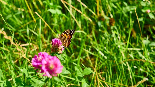 beautiful butterfly sits on the wildflowers. general plan.