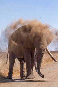 African bush elephant in Kruger National park, South Africa ; Specie Loxodonta africana family of Elephantidae