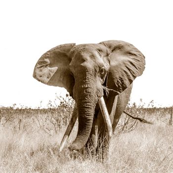 African bush elephant in Kruger National park, South Africa ; Specie Loxodonta africana family of Elephantidae