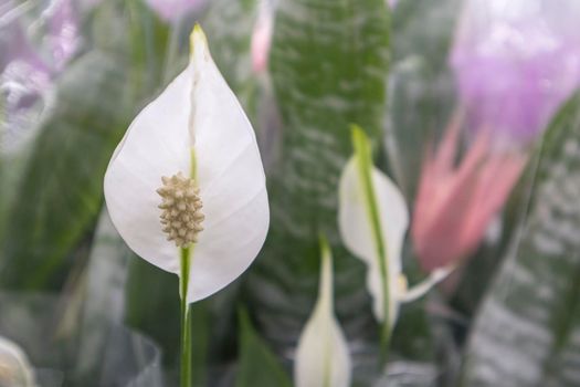 A close up of a flower. High quality photo