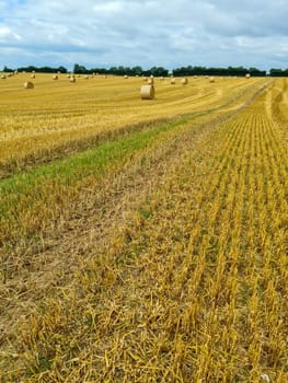 Summer view on an agricultural wheat field with straw bales been harvested