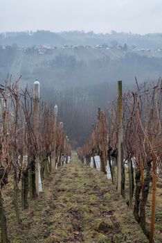 Vincek's hike 2020. Medimurje hills during the hike. Cloudy skies in early January. Manifestation for the Baptism of Wine Vines. Portrait.