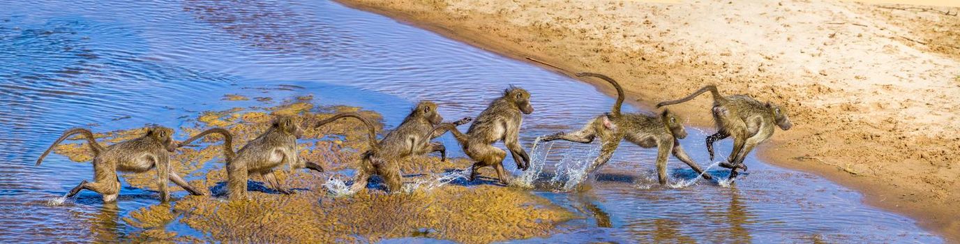 Chacma baboon in Kruger National park, South Africa ; Specie Papio ursinus family of Cercopithecidae