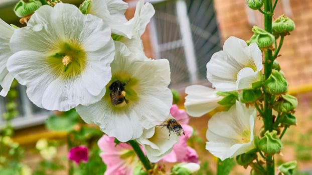 bumblebee collects pollen in flowers. close up