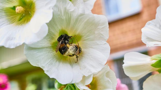 bumblebee collects pollen in flowers. close up