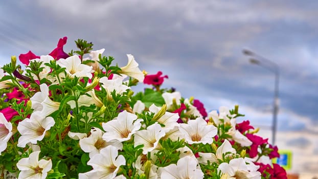 beautiful summer flowers in the garden.