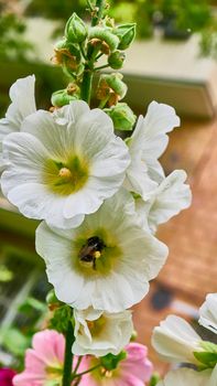 bumblebee collects pollen in flowers. close up