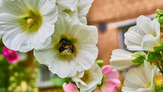 bumblebee collects pollen in flowers. close up