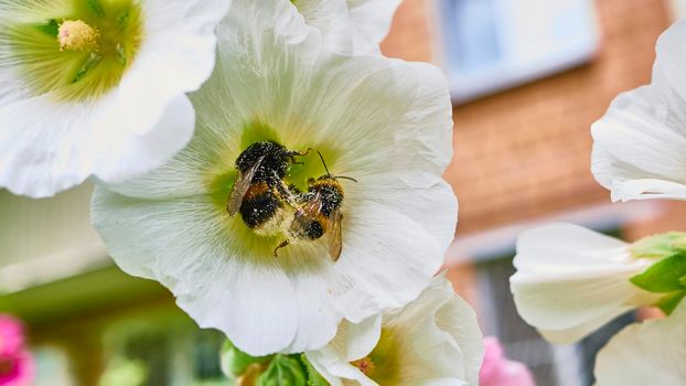 bumblebee collects pollen in flowers. close up