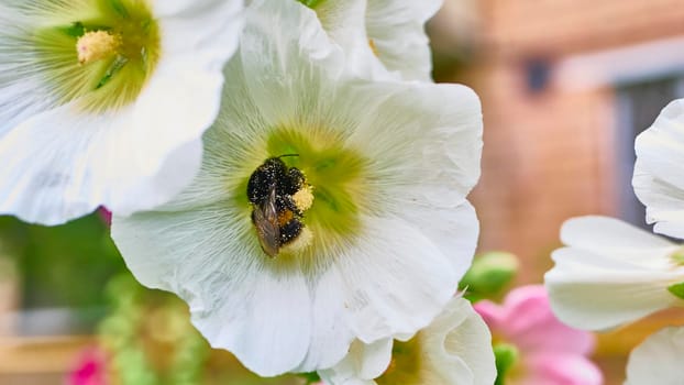 bumblebee collects pollen in flowers. close up