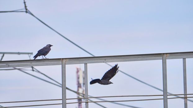 birds sit on iron beams. color