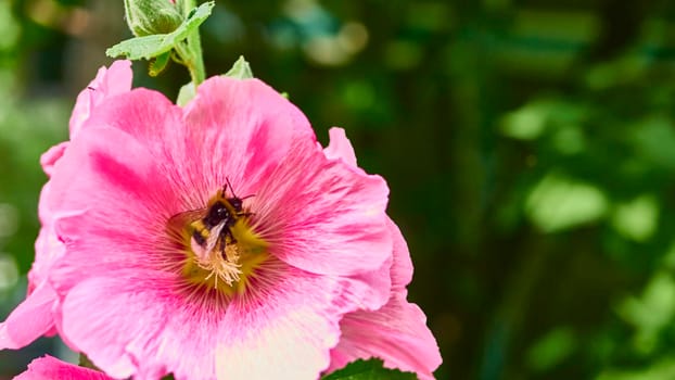 Bumblebee collects pollen in flower bud