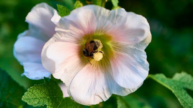 bumblebee collects pollen in flowers. close up