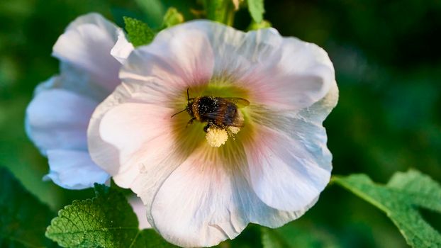 bumblebee collects pollen in flowers. close up