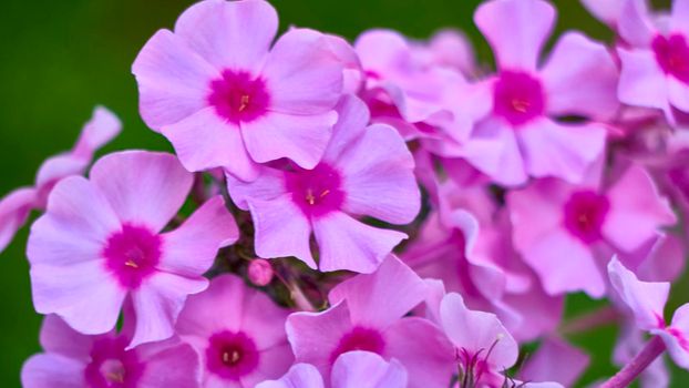 beautiful garden flowers. close up