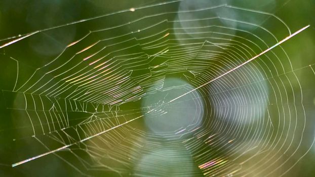 beautiful web in the wild forest. general plan