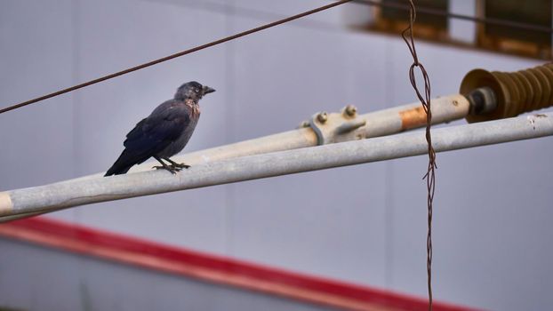 birds sit on iron beams. color